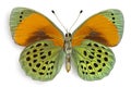 Asterope sapphira, ventral view Royalty Free Stock Photo