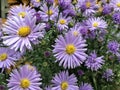 asters autumn beautiful flowers