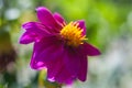 Asters autumn flower background. Autumn flowers, Violet red flower