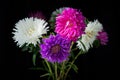 Asters bouquet black background. Colorful colorful bright flowers in a vase Royalty Free Stock Photo