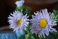 Asters, Callistephus chinensis Royalty Free Stock Photo