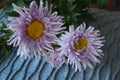 Asters, Callistephus chinensis Royalty Free Stock Photo