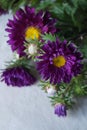 Asters, Callistephus chinensis Royalty Free Stock Photo