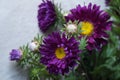 Asters, Callistephus chinensis Royalty Free Stock Photo