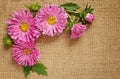 Asters on canvas background Royalty Free Stock Photo