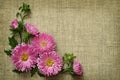Asters on canvas background Royalty Free Stock Photo