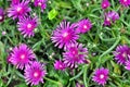 Asters Royalty Free Stock Photo