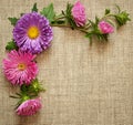 Asters composition on canvas background Royalty Free Stock Photo
