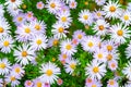 Asters flowers. Asters in the fall. Top view of a flower bed. Flowering Selective focus. Shallow depth of field Royalty Free Stock Photo