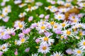 Asters flowers. Flowerbed of autumn flowers. Flowering Asters. Selective focus. Shallow depth of field Royalty Free Stock Photo