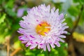 Asters flowers. Light white-pink flower aster close up.Beautiful bokeh. Royalty Free Stock Photo
