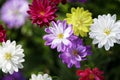 Asters