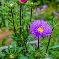 Asters in the garden close-up. Aster flower Amelius. Bright stars on a flower bed in the park. Royalty Free Stock Photo