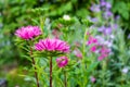 Asters in the garden close-up. Aster flower Amelius. Bright stars on a flower bed in the park. Royalty Free Stock Photo