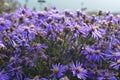 Asters or Michaelmas daisies, covered in early morning dew Royalty Free Stock Photo