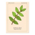 Asthma-plant Euphorbia hirta , or garden spurge, medicinal plant