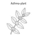 Asthma-plant Euphorbia hirta , or garden spurge, medicinal plant