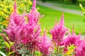 Astilbe