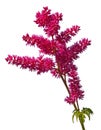 Astilbe