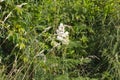 Astilbe arendsii, beautiful decorative plant, garden flower