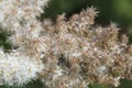 Astilbe arendsii, beautiful decorative plant, garden flower