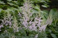 Astilbe arendsii peach blossom Royalty Free Stock Photo