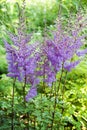 Astilbe Arendsii