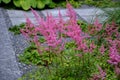 a popular and undemanding perennial that blooms in summer with rich upright inflorescences of various colors. The flowers are Royalty Free Stock Photo