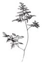 Astilbe Astilboides vintage illustration