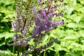 Astilbe chinensis called false goat`s beard