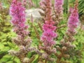 Astilbe Chinensis flowers