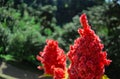 Astilbe, false goat\'s beard or false spirea red pink blooming flowers in sun light during sunny day