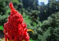 Astilbe, false goat\'s beard or false spirea red pink blooming flowers in sun light during sunny day