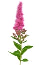 Astilbe flower