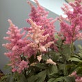 Astilbe flower on green background, narrow depth