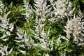 Flowers of False Spirea, Astilbe Brautschleier, in the garden.