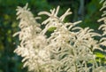 Astilbe inflorescences in the garden at spring