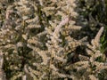 Astilbe japonica \'Bronzelaub\' blooming with plumes of the white, pale pink flowers in the garden