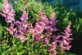 Astilbe japonica flowering plant in flower garden