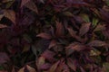 Astilbe japonica leaves dark burgundy red texture