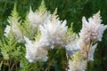 Astilbe japonica white flowers in summer garden