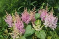 Astilbe - perennial pink flowers, beautiful floral landscape.