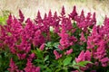 Astilbe