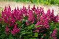 Astilbe Royalty Free Stock Photo