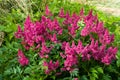 Astilbe