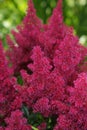 Astilbe red flower.