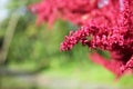 Astilbe red flower