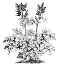 Astilbe Rivularis vintage illustration