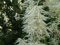 Astilbe with white blossom in the garden