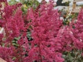 Astilbe x arendsii 'Fanal' Royalty Free Stock Photo